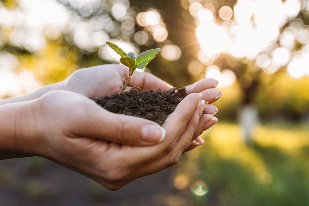 Partial view of a woman holding a plant with soil in her hands, featuring 411 Business Law, highlighting Supporting Environmental Due Diligence, and aligning with the page's context.
